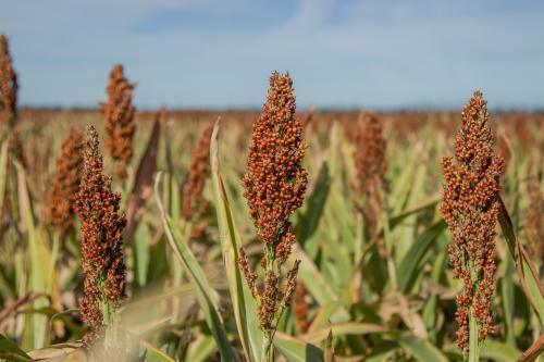 Trio of sorghum seed heads - Australian Stock Image