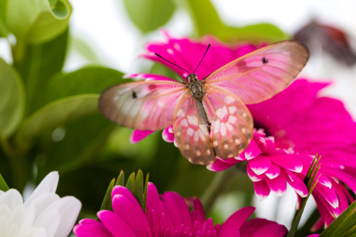 Tropical butterfly on colourful flower - Australian Stock Image