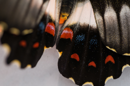 Tropical butterfly wing close up - Australian Stock Image