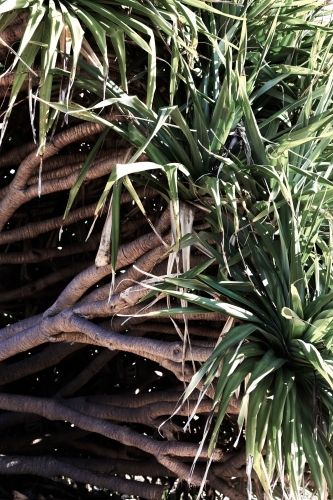 Tropical coastal pandanus palm tree - Australian Stock Image