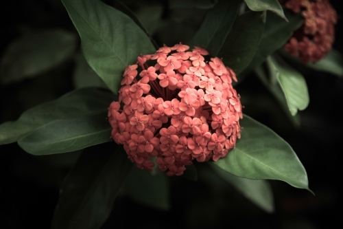 Tropical flower - Australian Stock Image