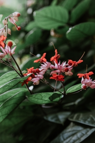 Tropical Flowers - Australian Stock Image