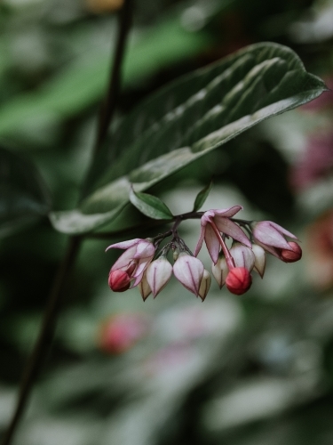 Tropical Flowers - Australian Stock Image