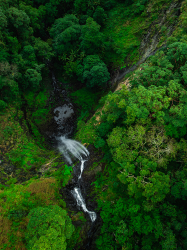 Tropical forest and waterfall - Australian Stock Image