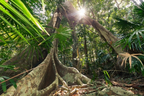 Tropical, green Australian rainforest scene and strangler fig tree with bright sun star - Australian Stock Image