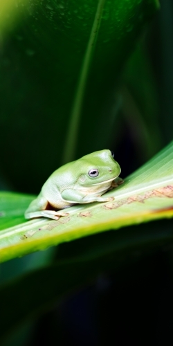 Tropical green tree frog - Australian Stock Image