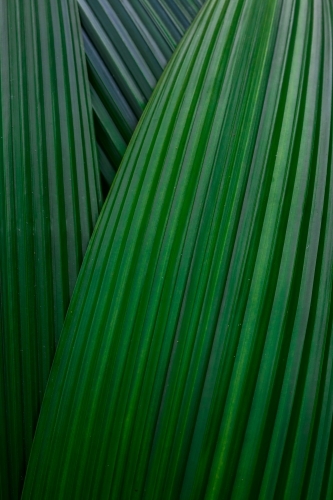 tropical leaves in the daintree