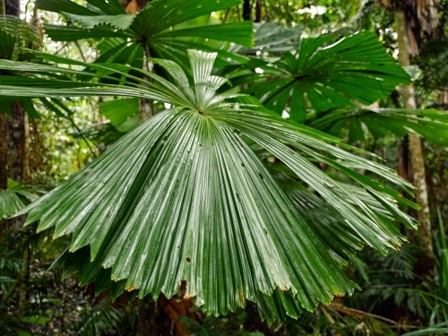 Tropical palm in a rainforest - Australian Stock Image