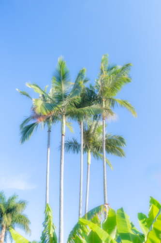 tropical palm trees in queensland - Australian Stock Image
