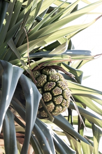 Tropical Pandanus fruit and leaves - Australian Stock Image