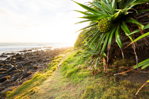 Tropical pandanus palm tree beach scene during bright summer sunrise on an ocean headland - Australian Stock Image