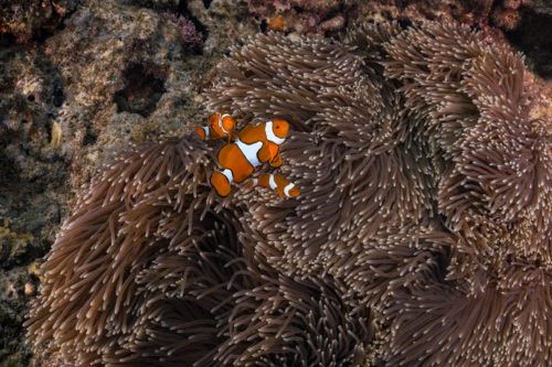 True clownfish swimming in a sea anemone on the Great Barrier Reef - Australian Stock Image