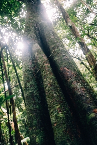 Trunk of tree in Mossman Gorge - Australian Stock Image