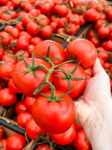 truss tomatoes in a hand with piles of tomatoes behind
