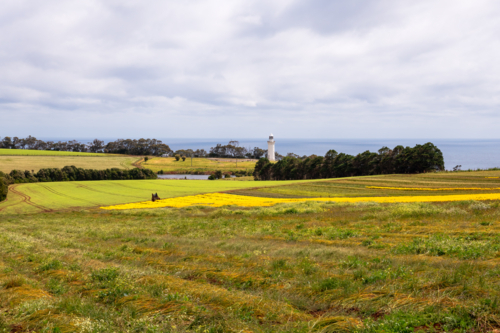 Tulip and flower farm in Tasmania - Australian Stock Image