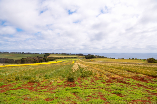Tulip and flower farm in Tasmania - Australian Stock Image