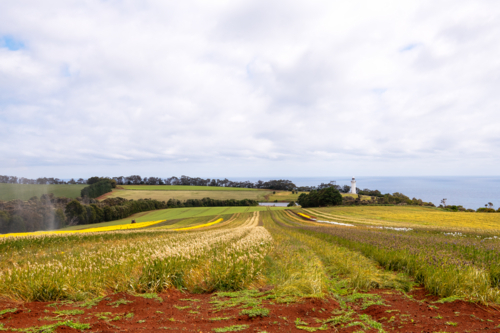 Tulip and flower farm in Tasmania - Australian Stock Image