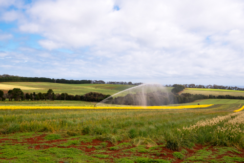 Tulip and flower farm in Tasmania - Australian Stock Image