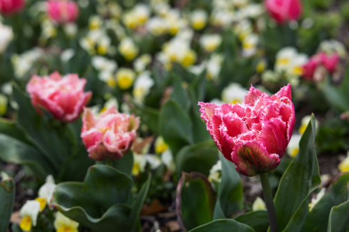 Tulips and pansies at Floriade Festival - Australian Stock Image