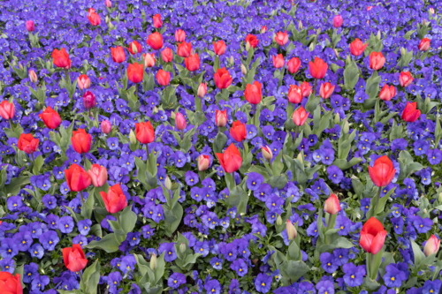 Tulips and pansies at Floriade Festival, Canberra - Australian Stock Image