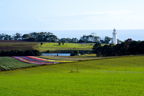 Tulips at Table Cape Lighthouse - Australian Stock Image