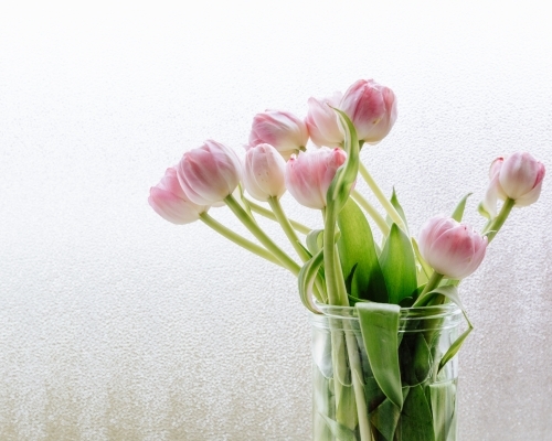 Tulips in glass vase on windowsill in front of frosted window - Australian Stock Image