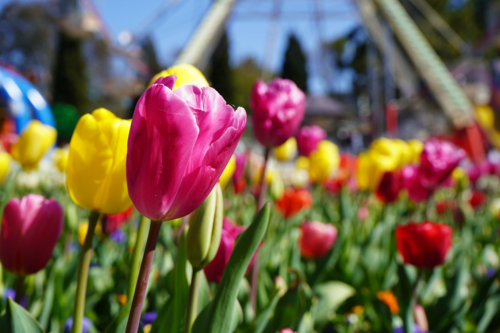 Tulips in sunshine - Australian Stock Image