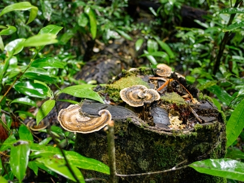 Turkey tail fungi in a tropical rainforest - Australian Stock Image