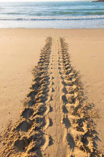 Turtle tracks on the beach - Australian Stock Image