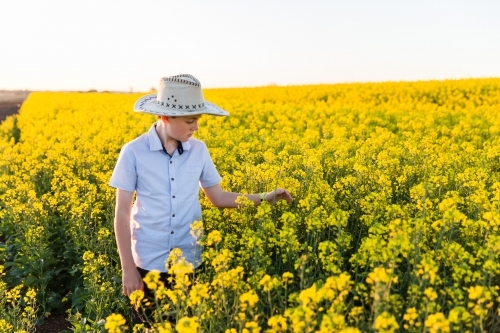 Tween boy wearing hat touching flowers in canola paddock on farm - Australian Stock Image