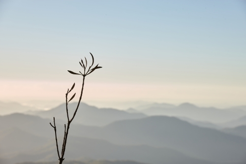 twig in front of Misty mountain range