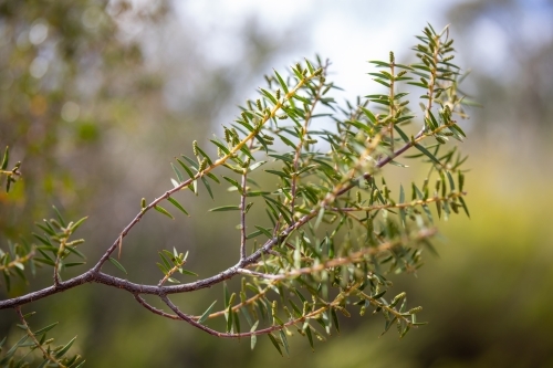 twig of plant with small, elongated leaves. - Australian Stock Image