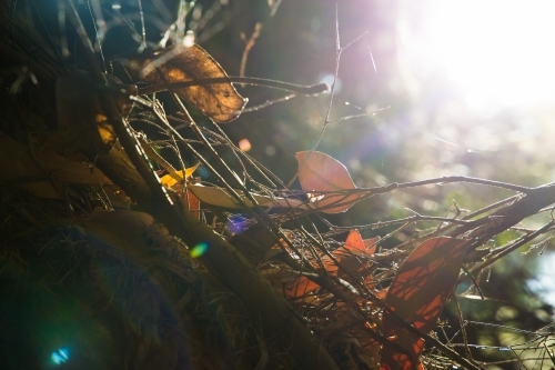 Twigs and leaves in sunshine - Australian Stock Image
