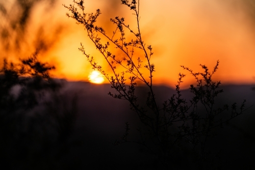 Twigs silhouetted against sunset in mountains