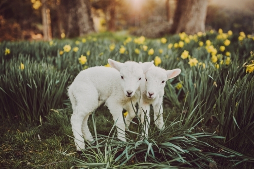 Twin lambs outside among daffodils in the afternoon - Australian Stock Image