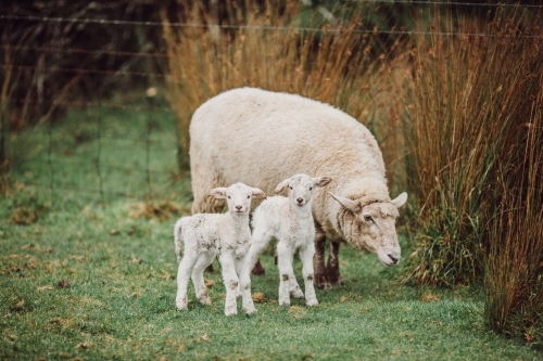 Twin lambs standing in a paddock with mother sheep - Australian Stock Image