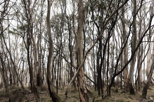 twisted and charred eucalypt forest landscape