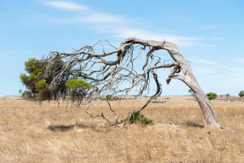Twisted, wind-swept tree standing alone in a dry, golden paddock under a clear sky - Australian Stock Image