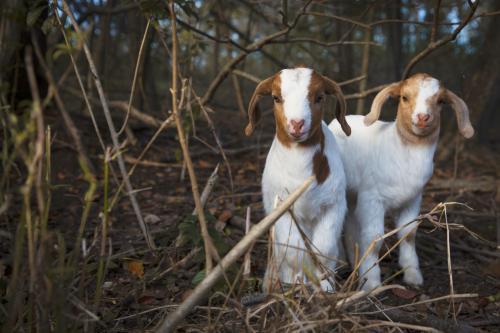 Two adorable, cute brown and white baby goats in forest - Australian Stock Image