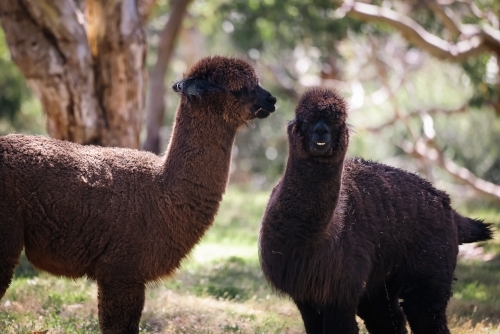 Two alpacas standing together in paddock - Australian Stock Image