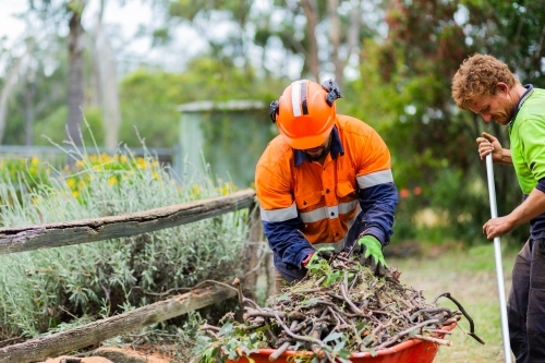 Two aussie blokes finishing up job cleaning sticks off the lawn after felling a tree - Australian Stock Image