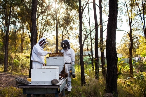 Two beekeepers harvesting honey from bee hives in aussie bushland - Australian Stock Image