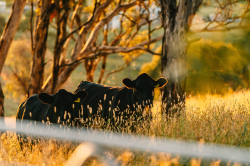 Two black cows standing peacefully in a field of tall sunlit grass - Australian Stock Image