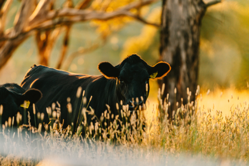 Two black cows standing peacefully in a field of tall sunlit grass - Australian Stock Image