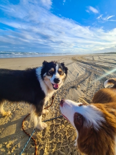 Two Border Collie breed dogs on an afternoon beach walk - Australian Stock Image
