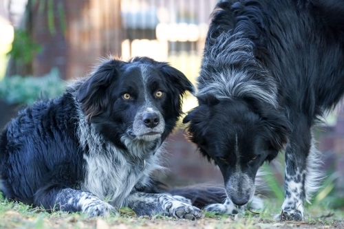 Two Border Collies - Australian Stock Image
