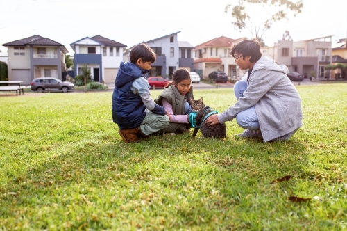 two boys and one girl playing with a cat with a blue green leash at park - Australian Stock Image