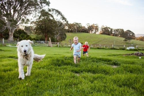 Two boys run through vibrant green field with pet Maremma Sheepdog. - Australian Stock Image