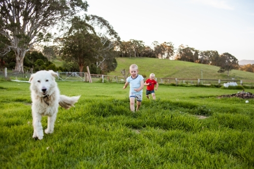 Two boys run through vibrant green field with pet Maremma Sheepdog.
