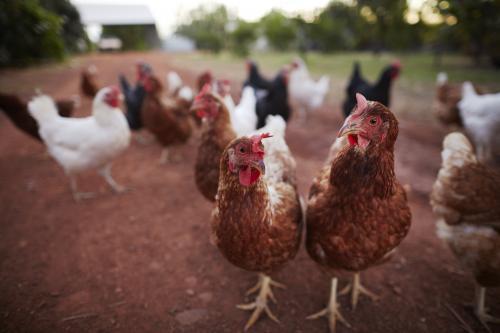 Two brown chickens with attitude stand out from the flock. - Australian Stock Image